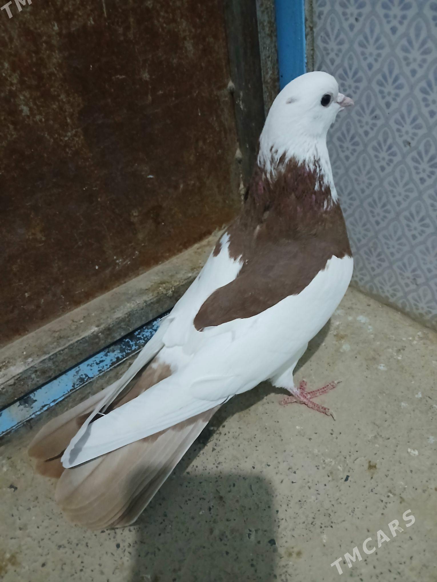 kepderi - Gyzylarbat - img 1