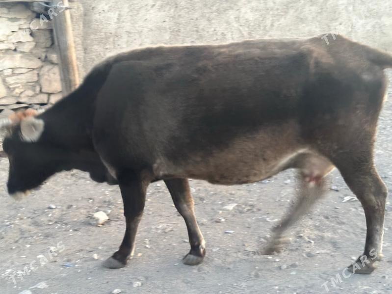 Sygyr - Гызыларбат - img 3