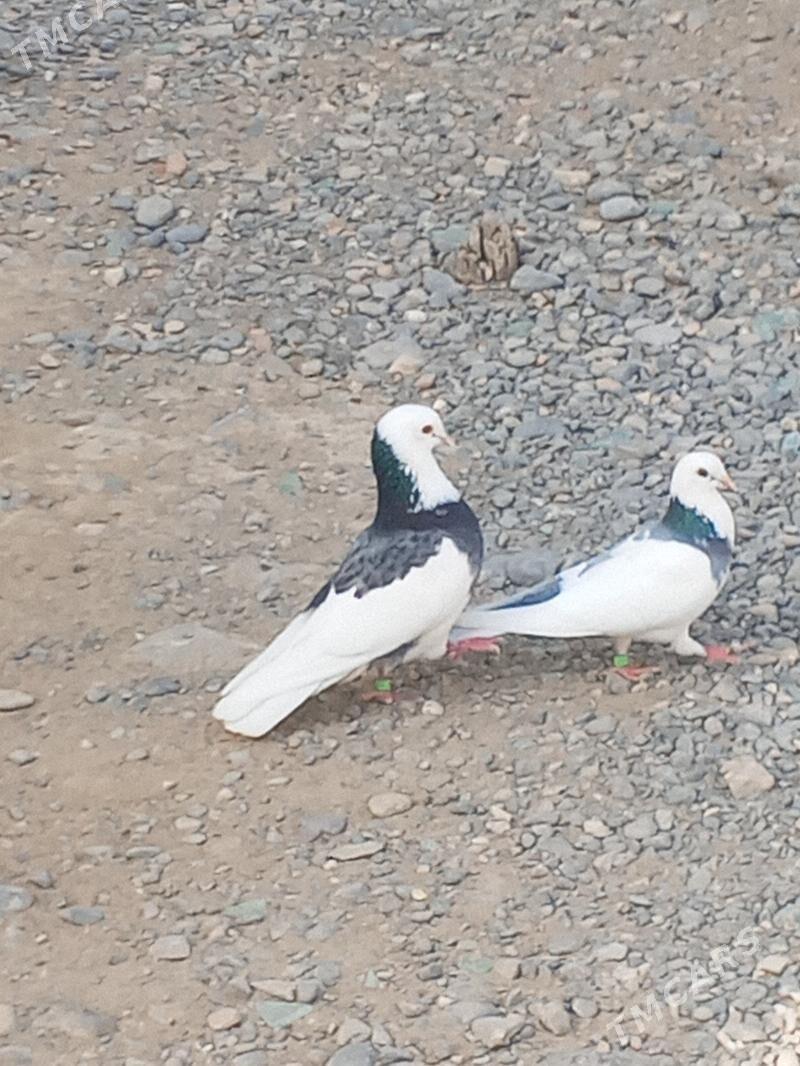 kepderi - Aşgabat - img 2