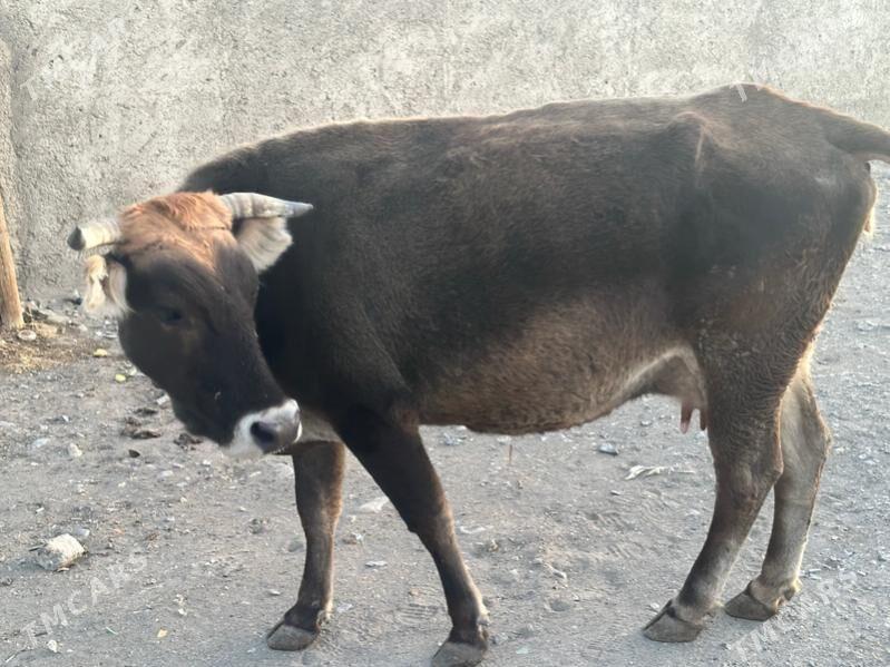 Sygyr - Гызыларбат - img 1