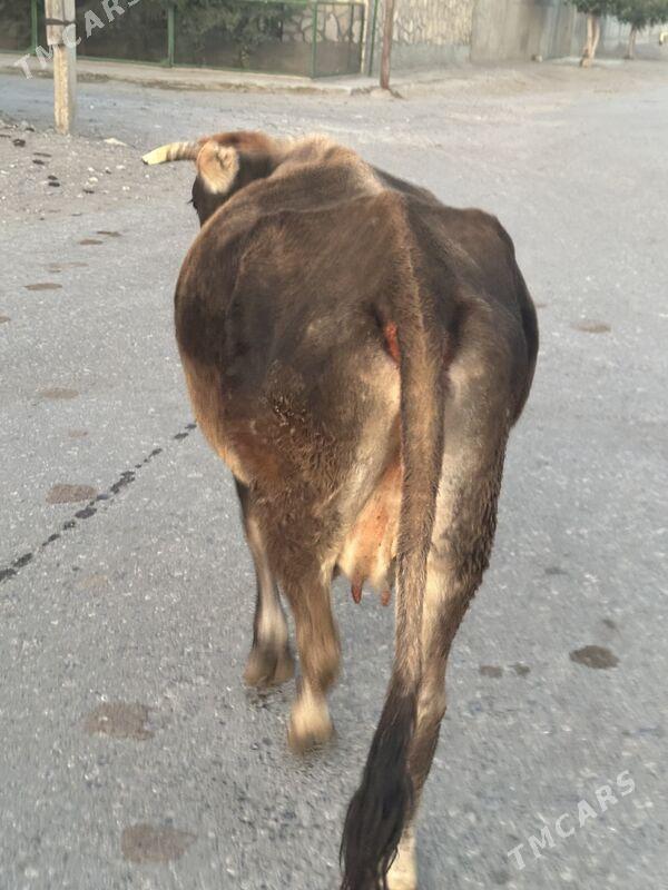 Sygyr - Гызыларбат - img 2