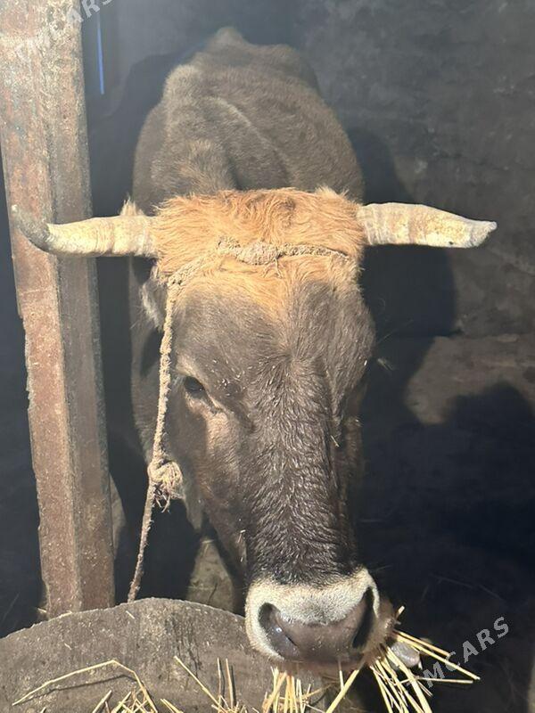 Sygyr - Гызыларбат - img 4