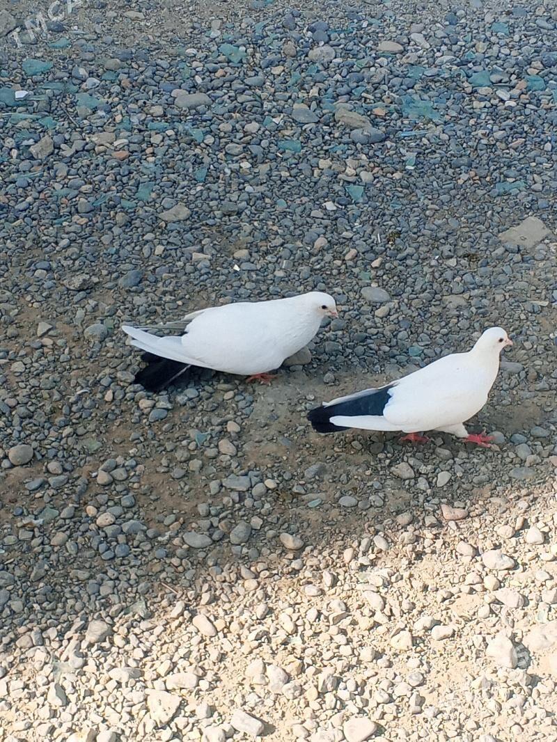 kepderi - Aşgabat - img 3