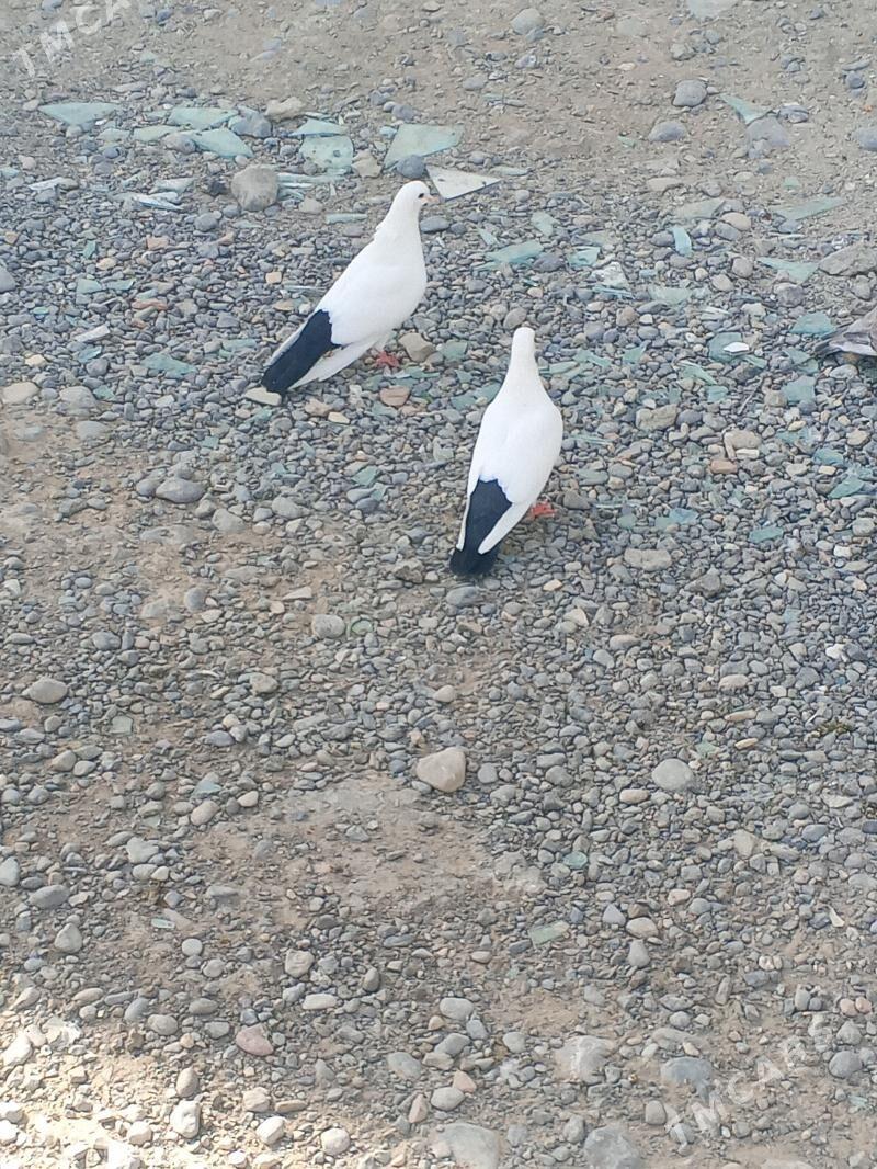 kepderi - Aşgabat - img 6