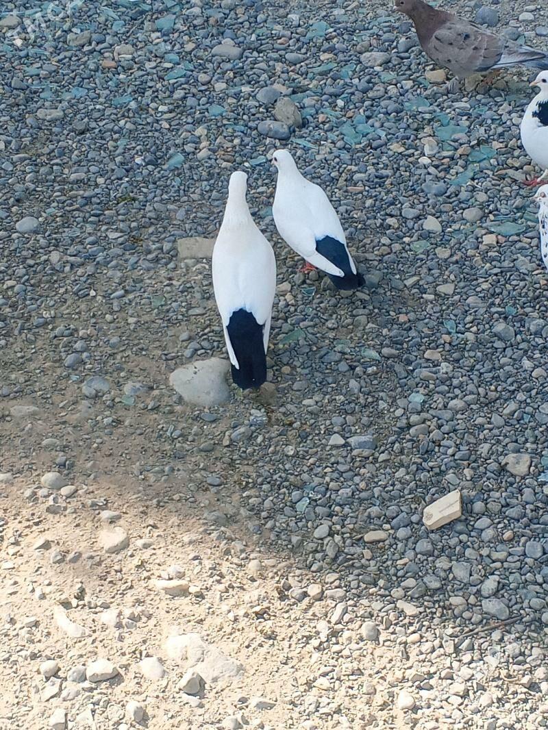 kepderi - Aşgabat - img 5