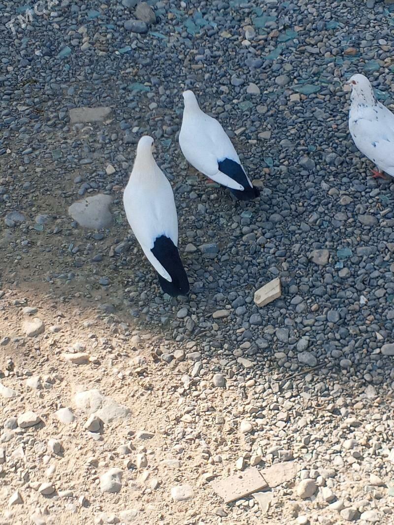 kepderi - Aşgabat - img 7