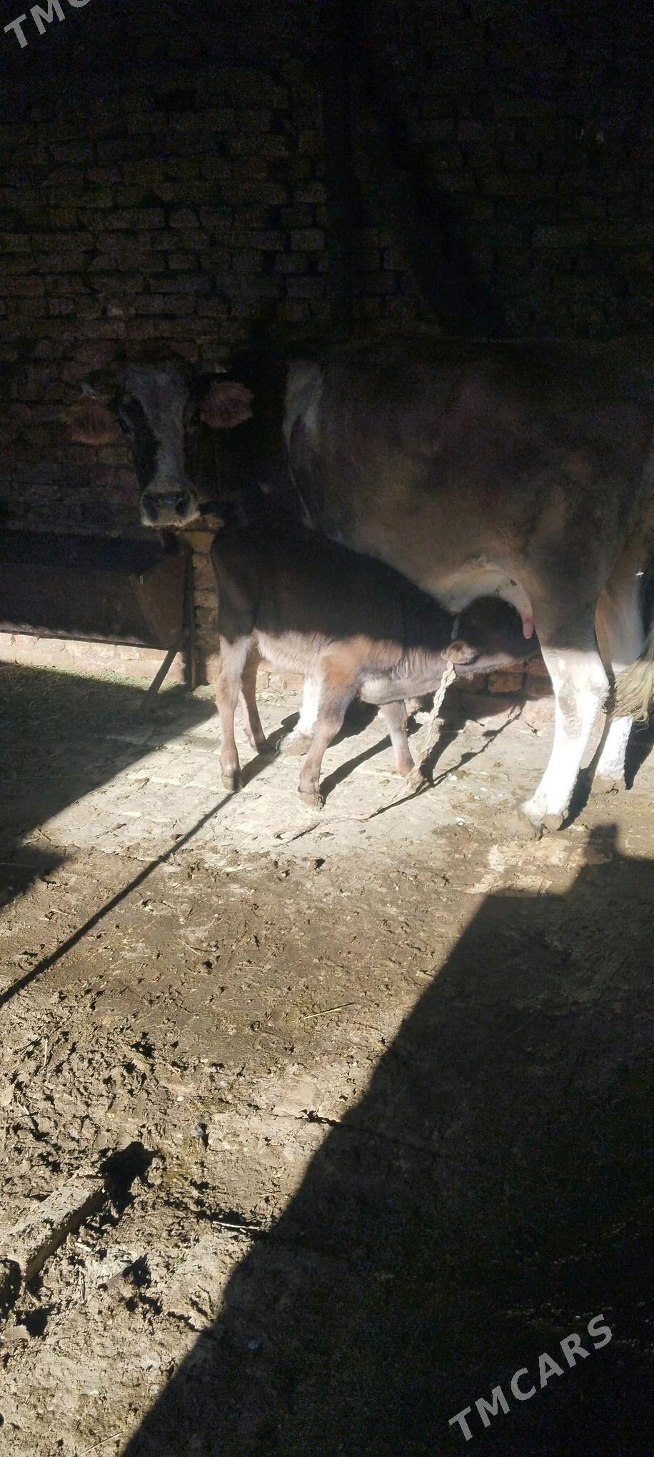 goleli sygyr - Ашхабад - img 2