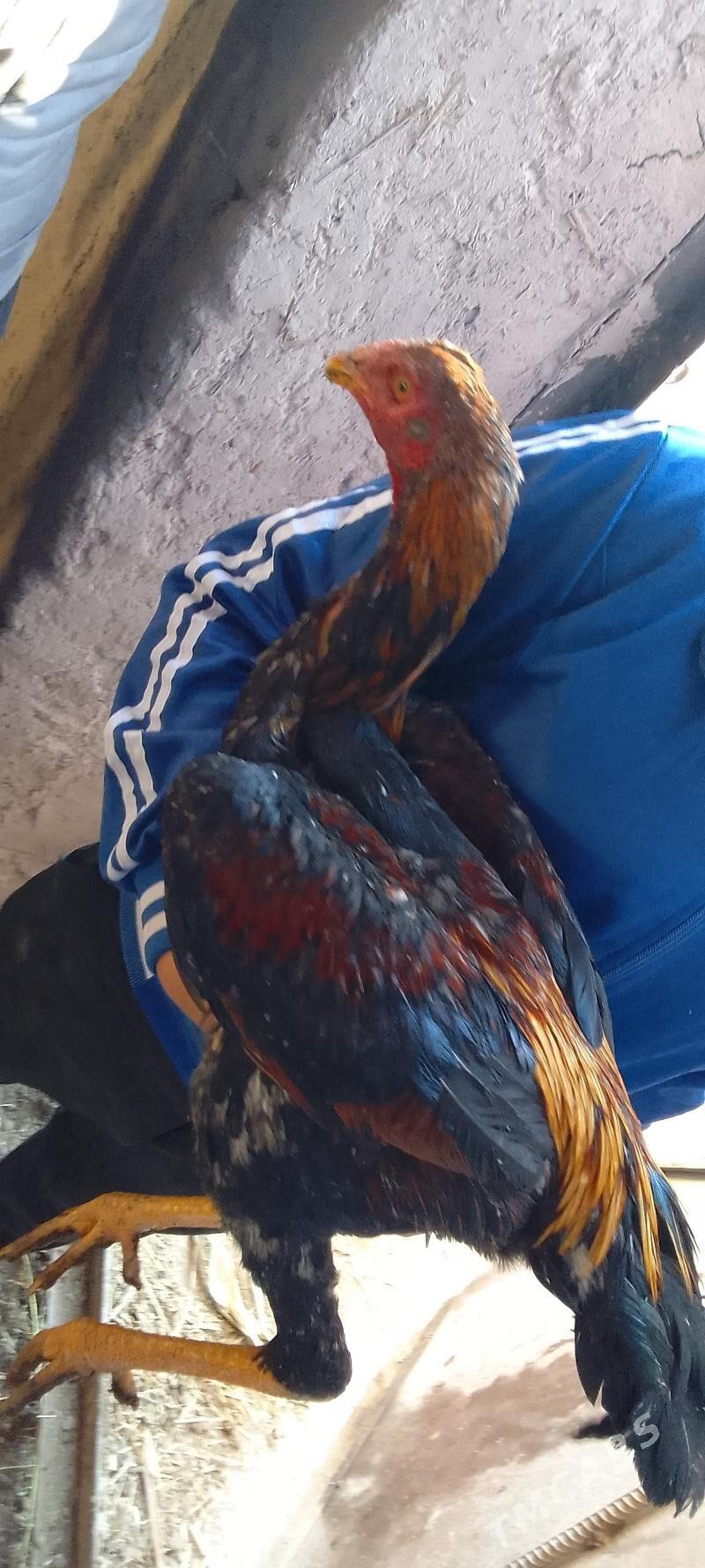 paroda horaz - Şabat etr. - img 5