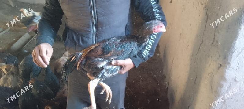 paroda horaz - Şabat etr. - img 6