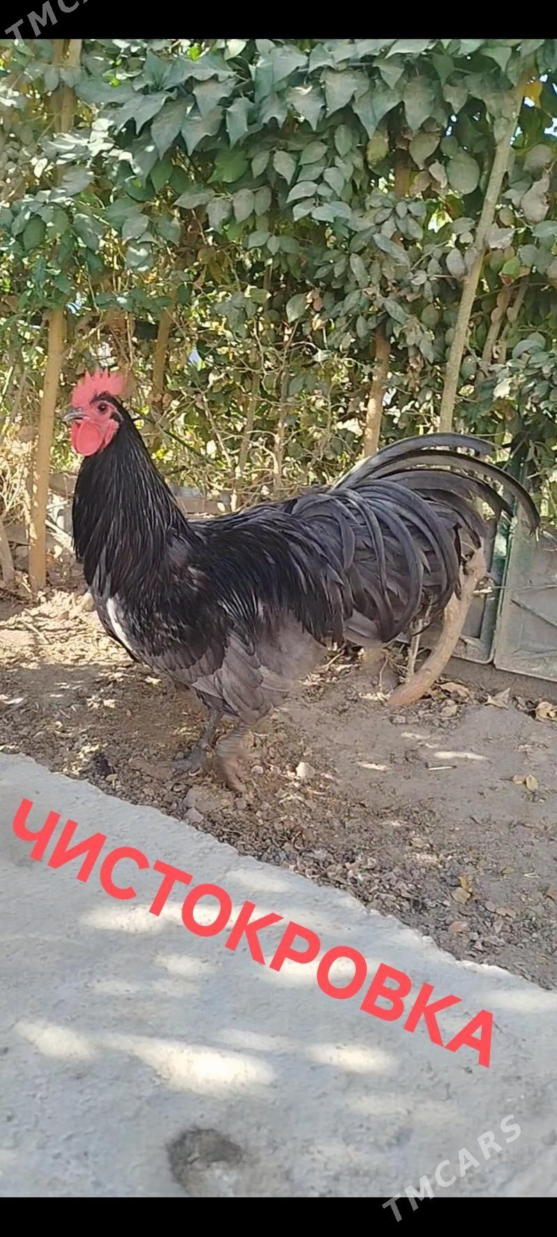 АВСРОЛОРП - Туркменабат - img 2