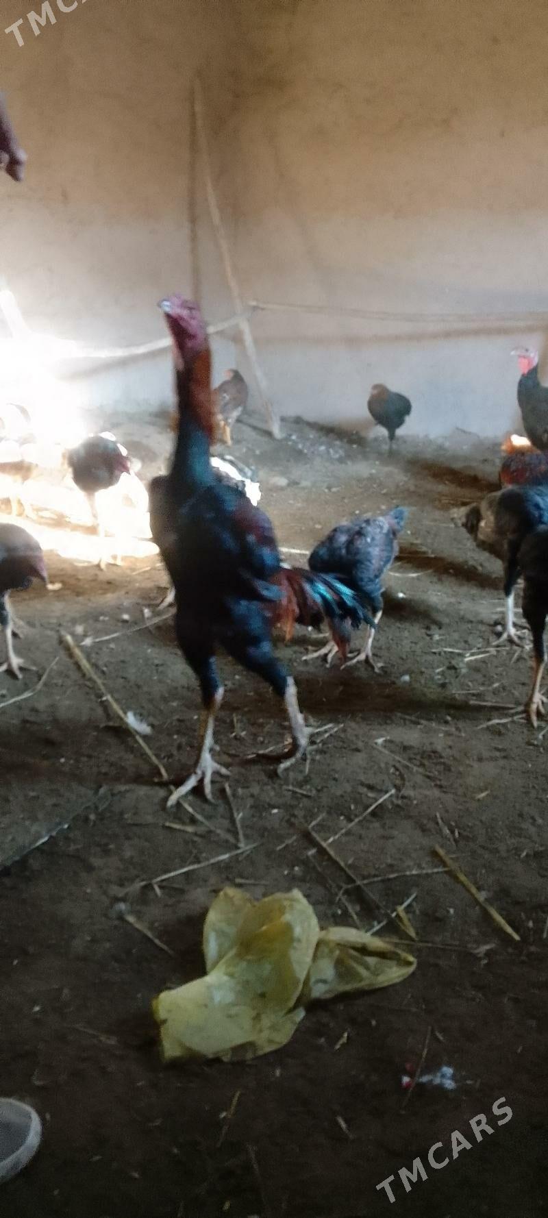 paroda horaz - Şabat etr. - img 3