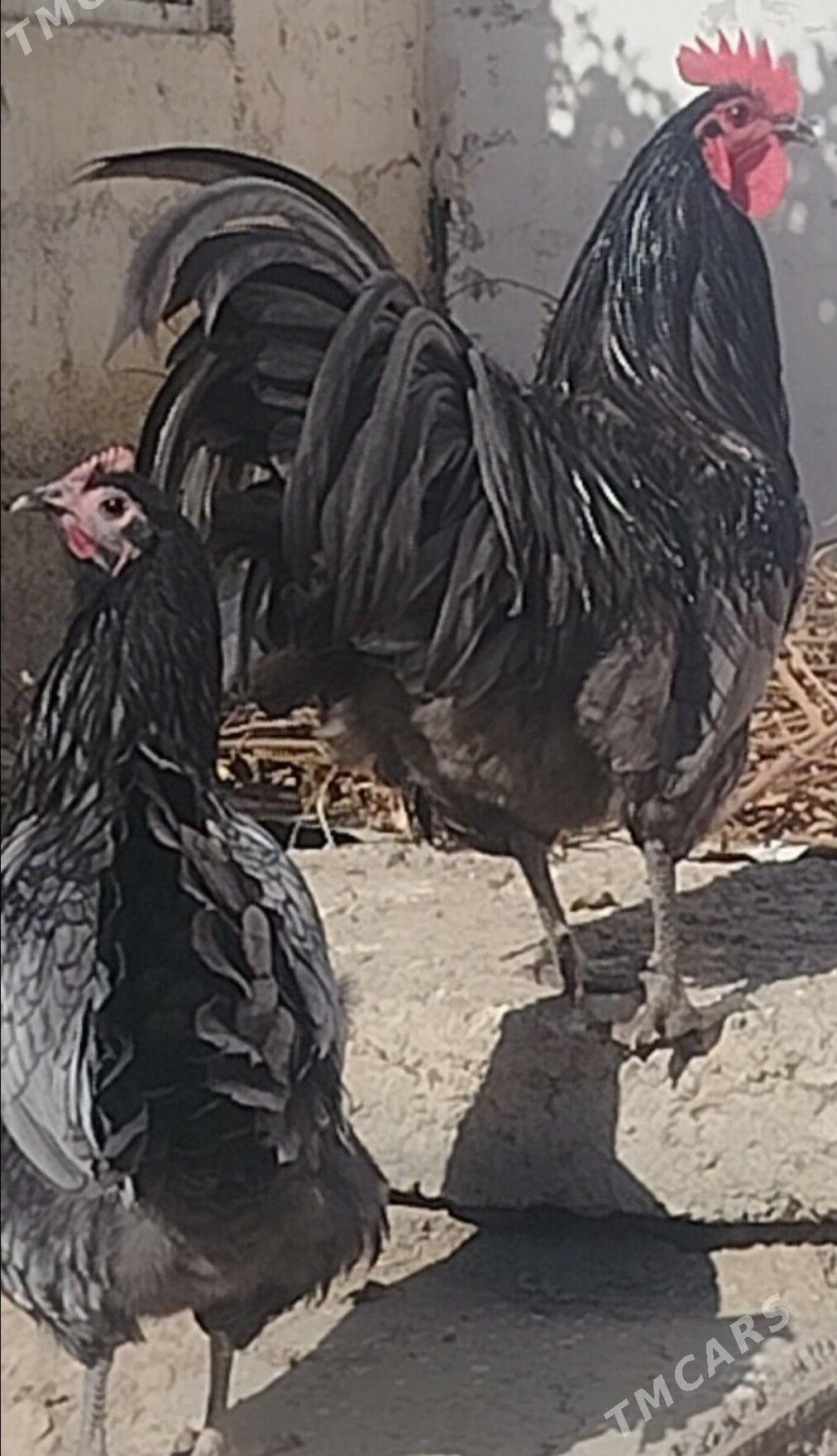 АВСРОЛОРП - Туркменабат - img 4