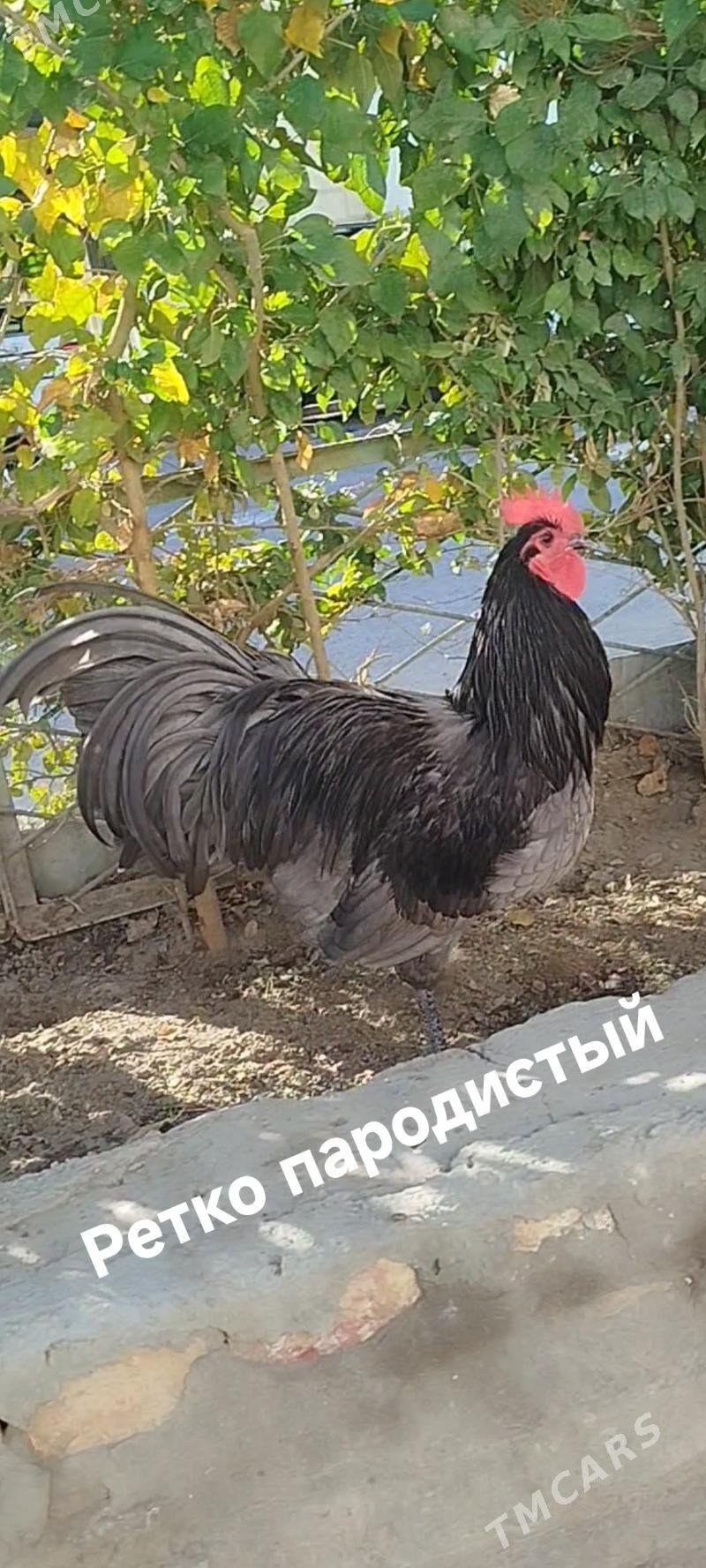 АВСРОЛОРП - Туркменабат - img 3