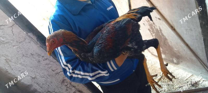 paroda horaz - Şabat etr. - img 4