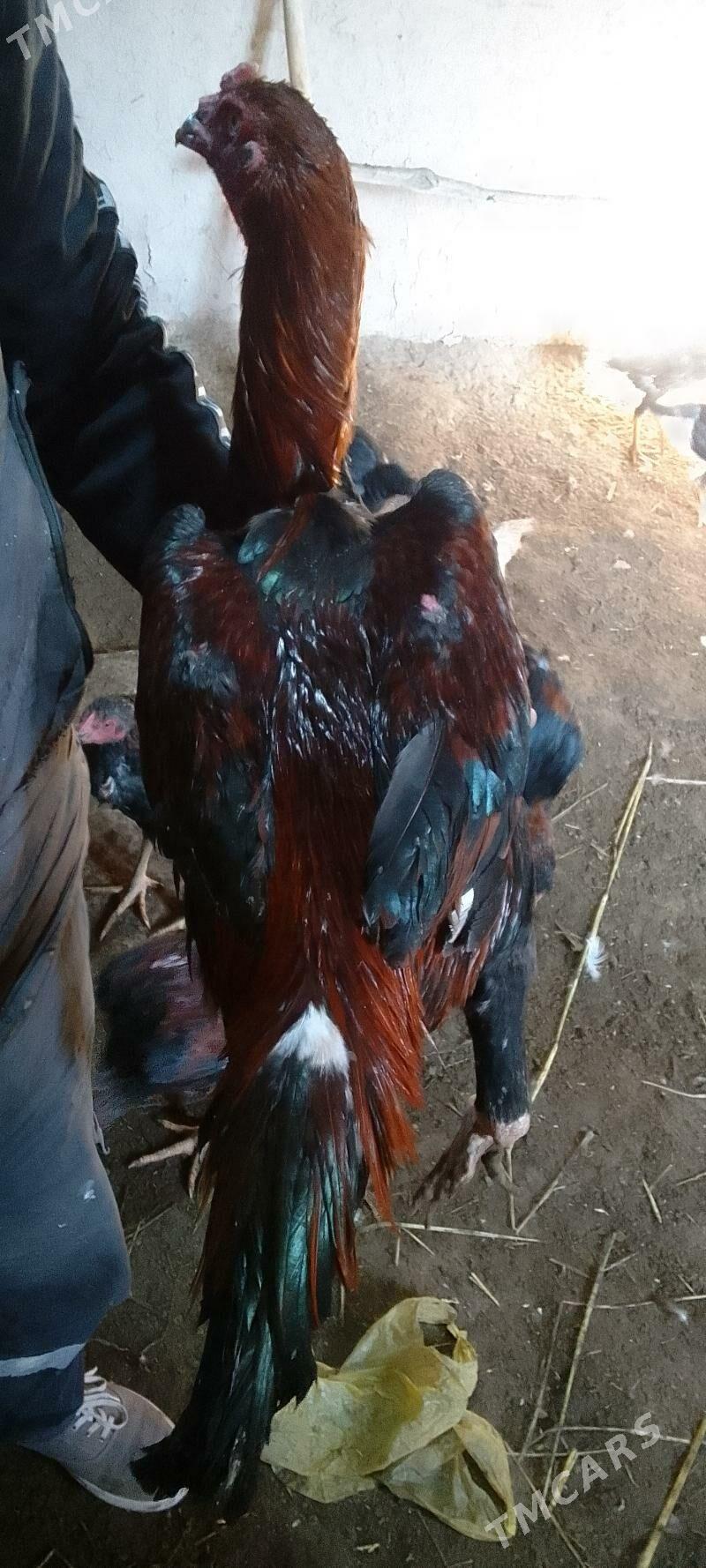 paroda horaz - Şabat etr. - img 2