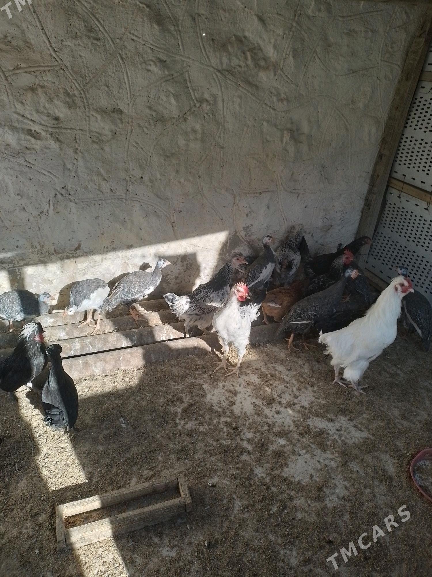 sizarka tawuk - Джебел - img 2