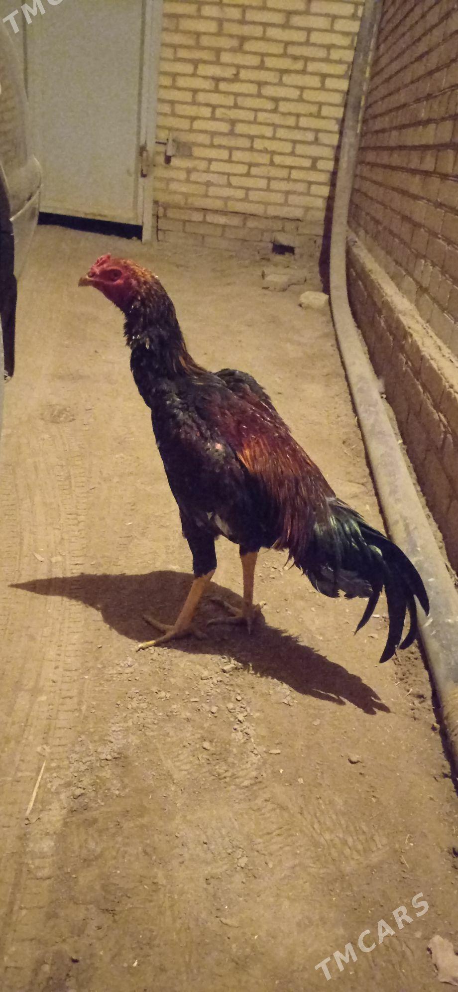 Horaz - Halaç - img 1