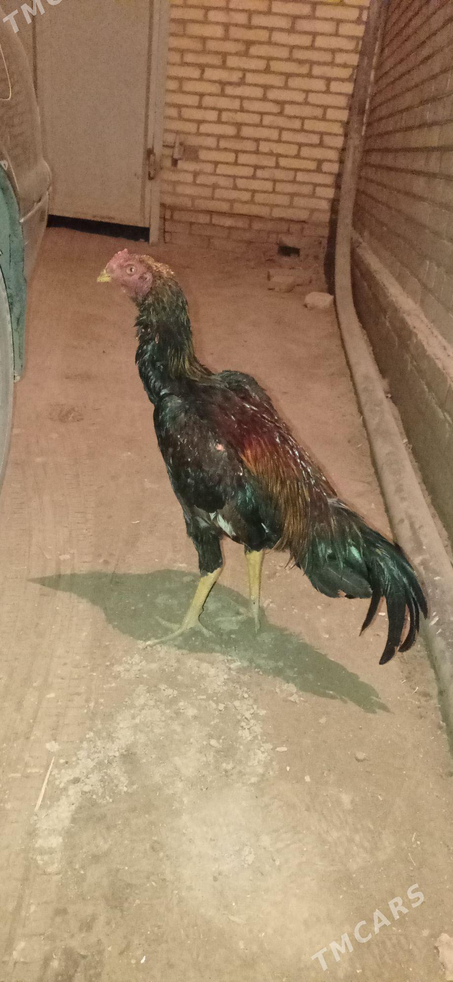 Horaz - Halaç - img 2