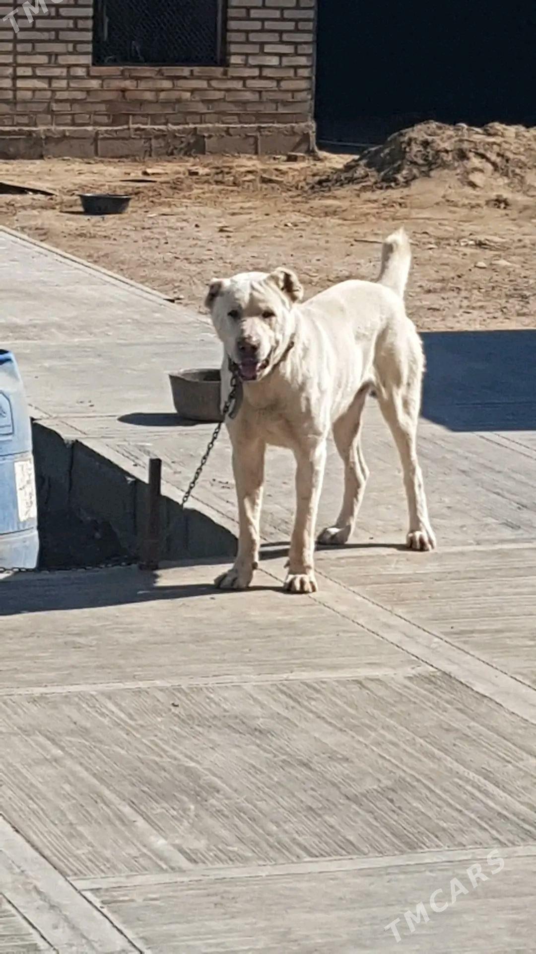 itl - Кака - img 7