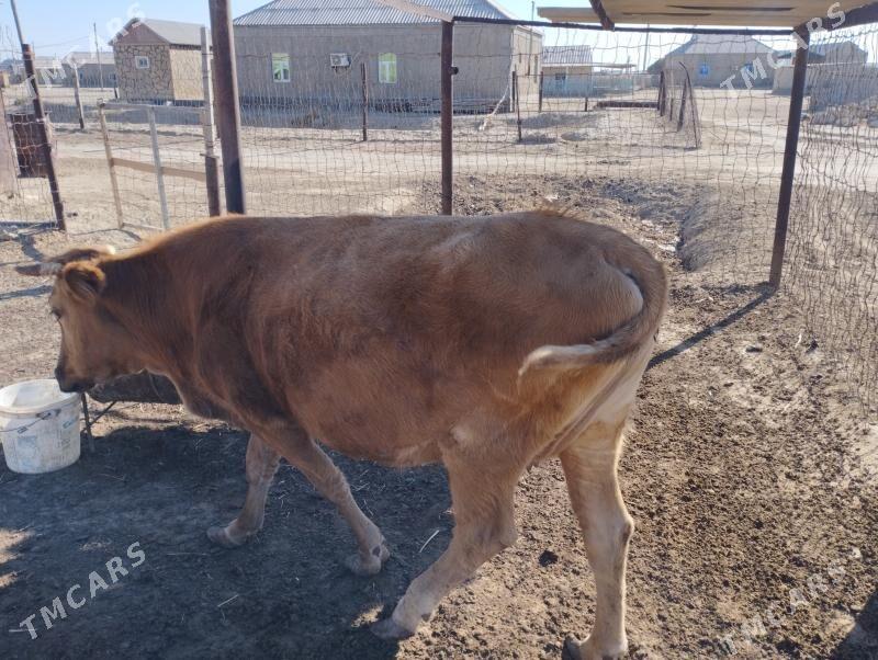 Sygyr - Эсенгулы - img 2