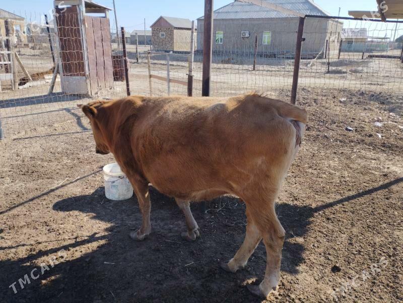 Sygyr - Эсенгулы - img 3