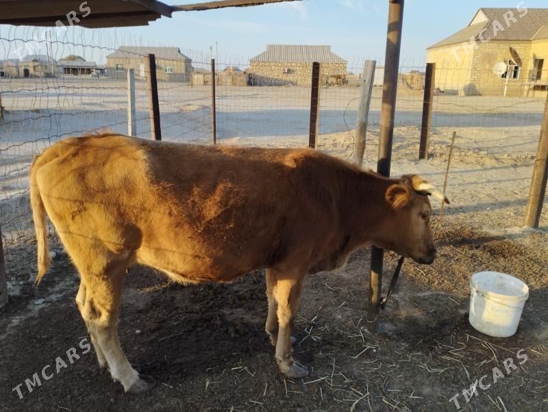 Sygyr - Эсенгулы - img 4