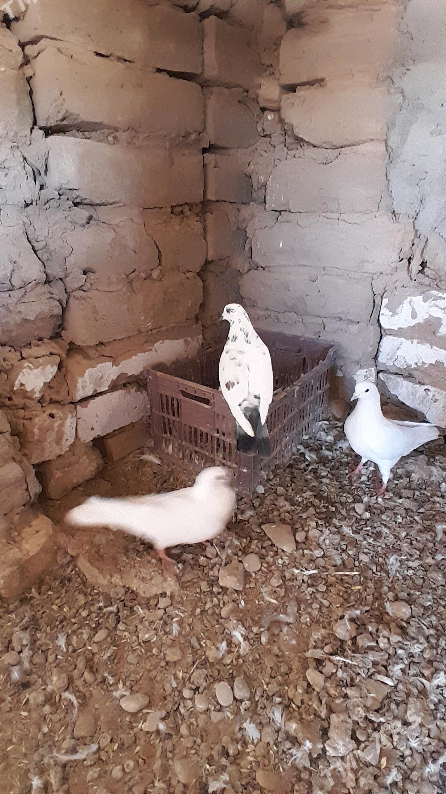 kepderi - Серахс - img 6