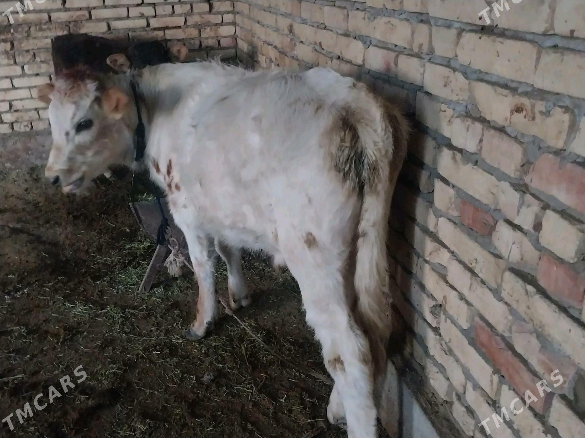 okuzce - Бахарден - img 2