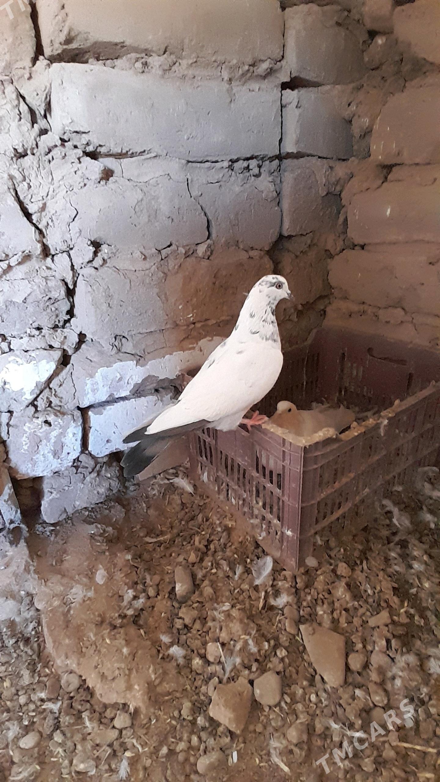 kepderi - Серахс - img 3