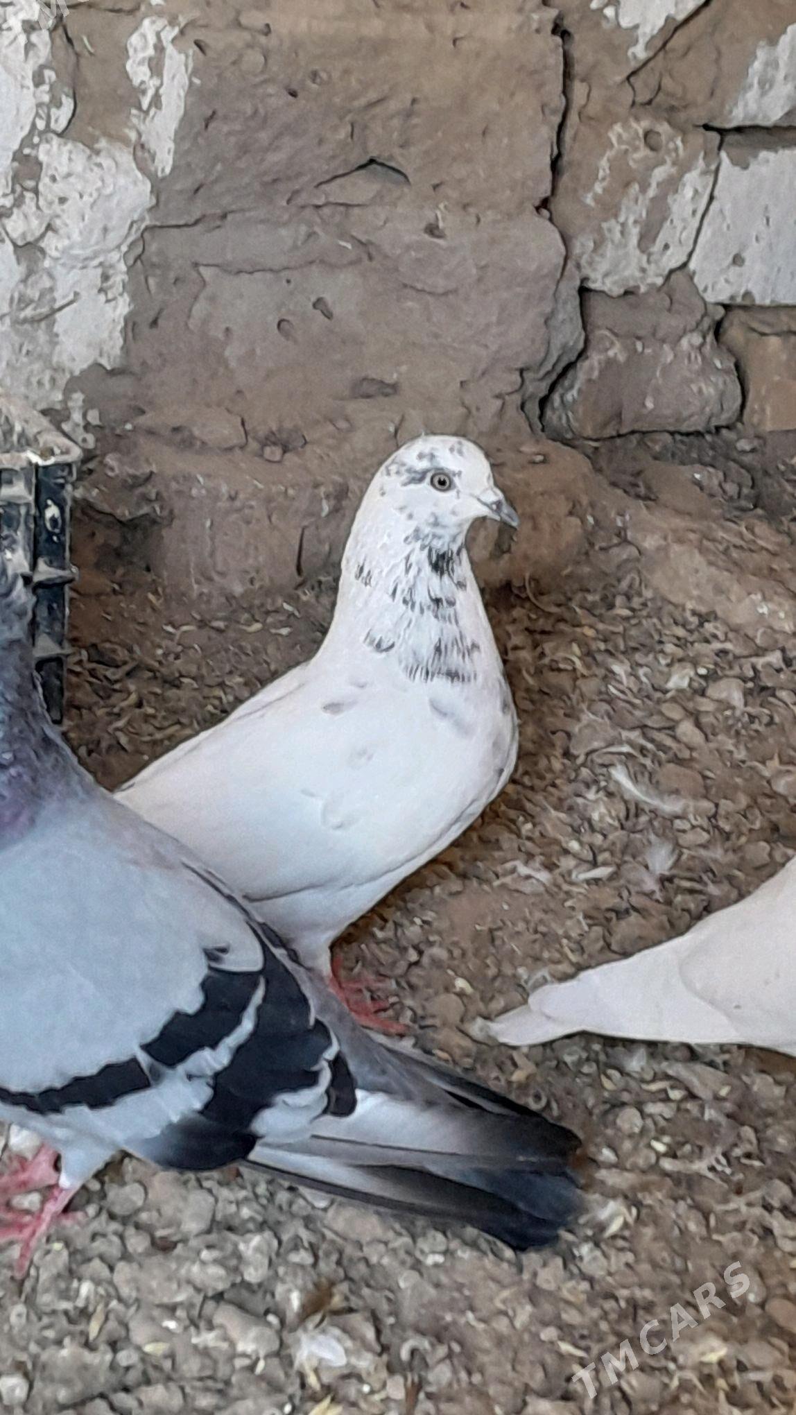 kepderi - Серахс - img 7