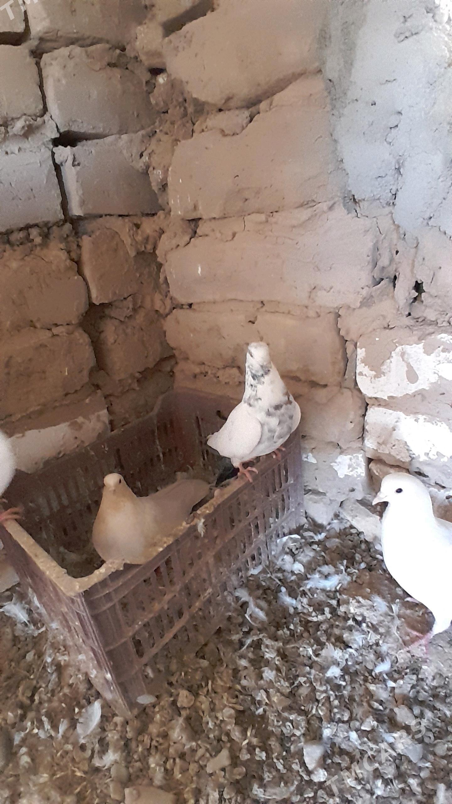 kepderi - Серахс - img 4