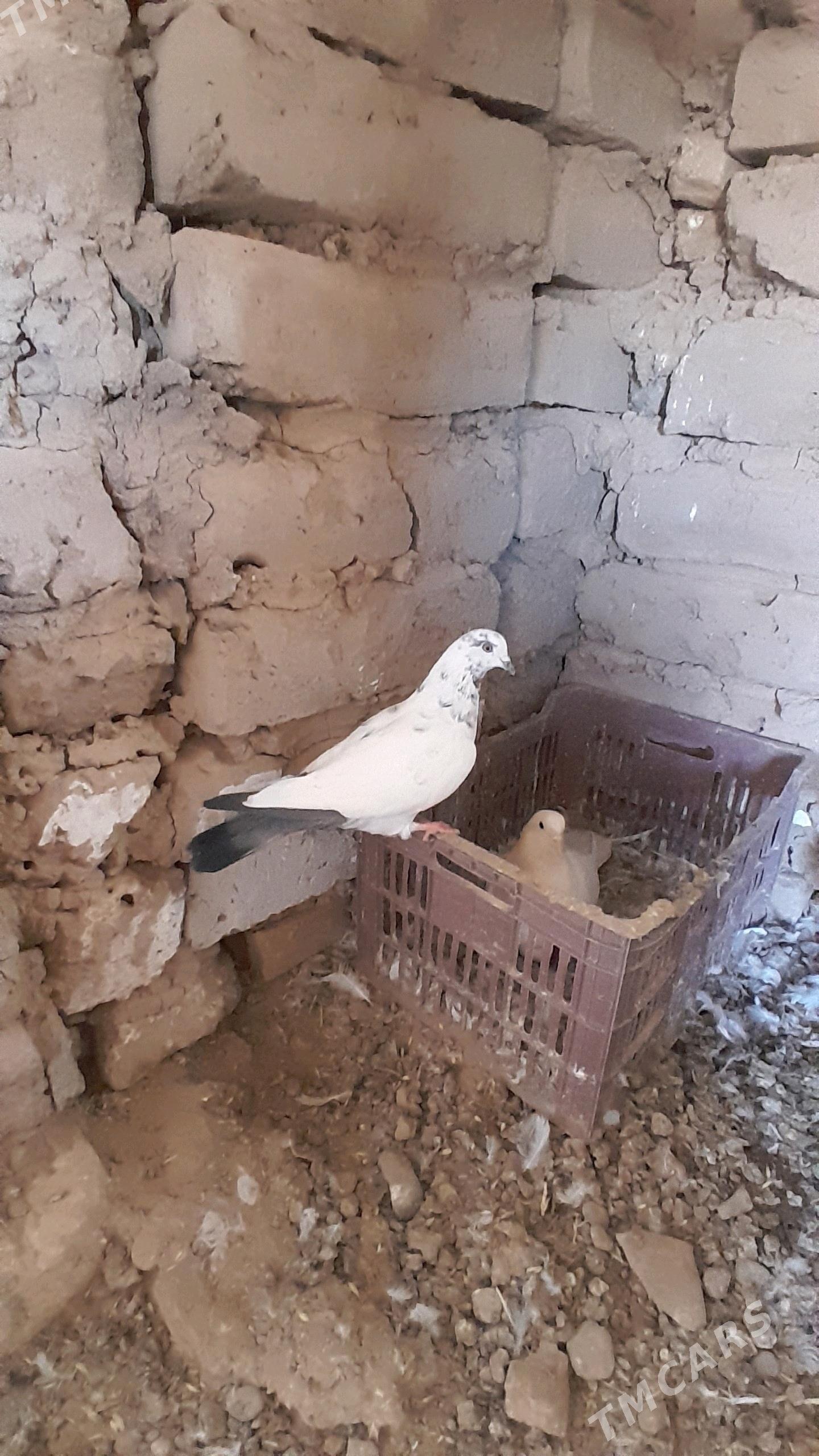 kepderi - Серахс - img 5