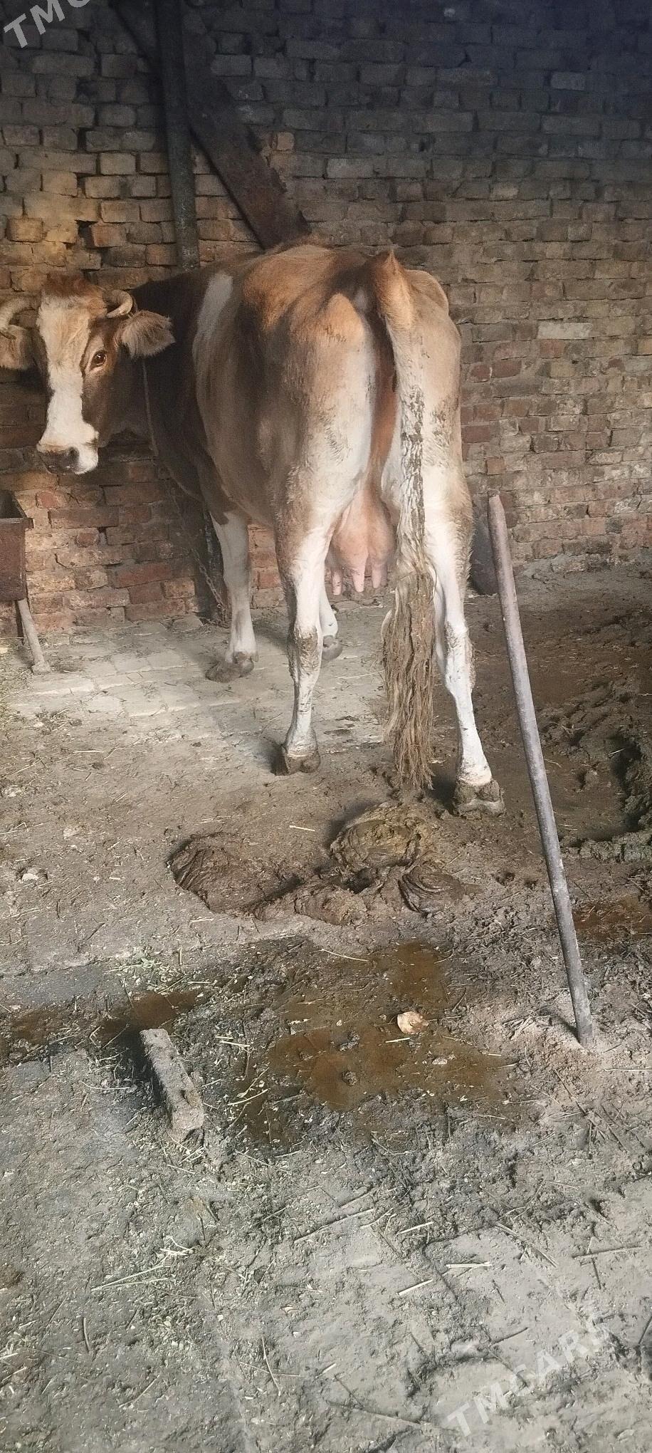 goleli sygyr - Ашхабад - img 3