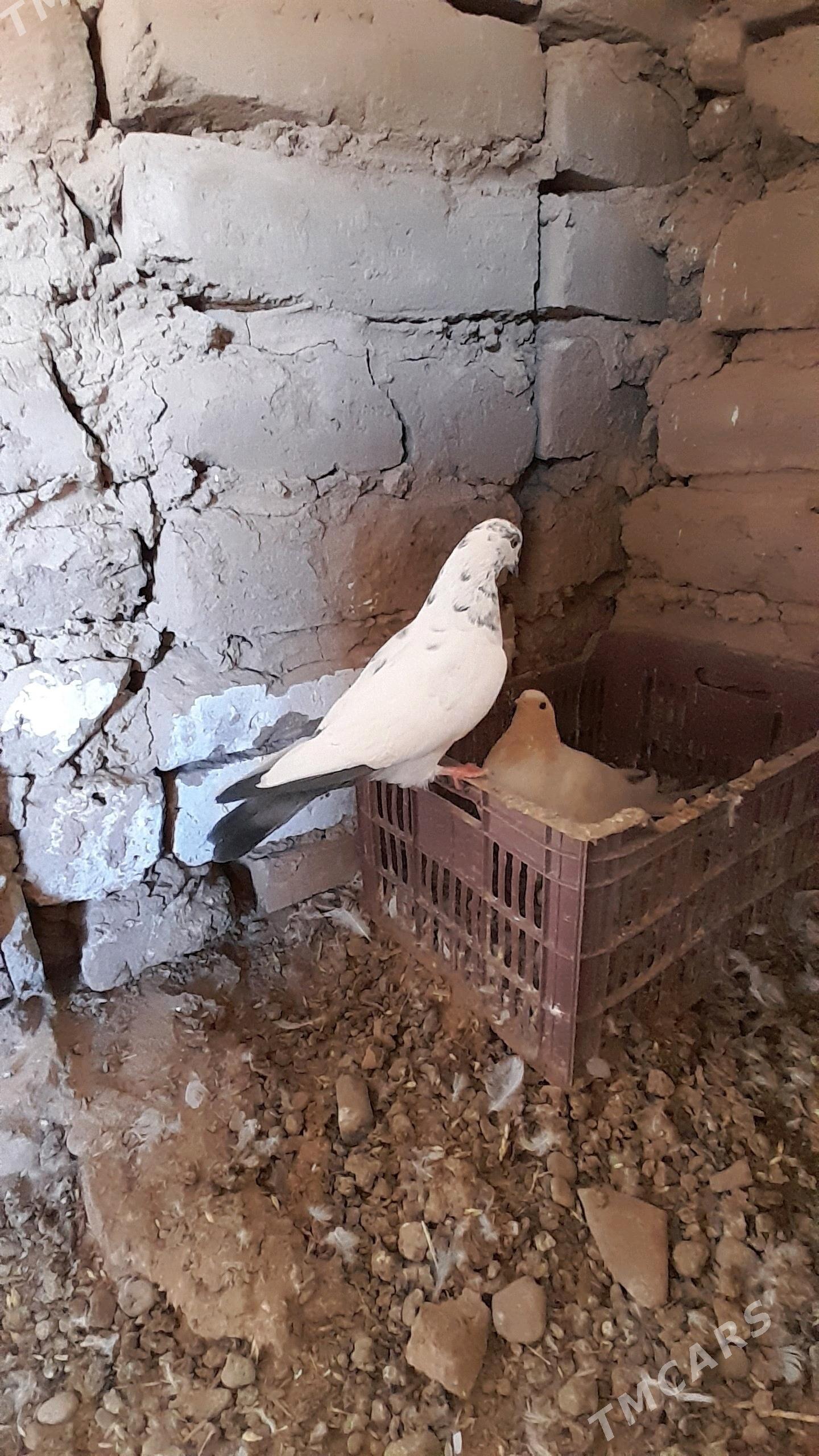 kepderi - Серахс - img 2