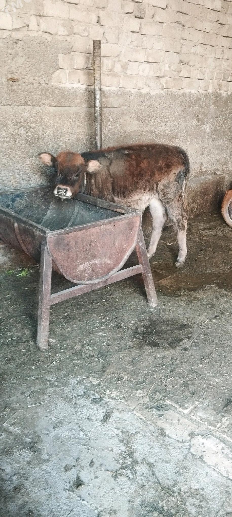 goleli sygyr - Ашхабад - img 4