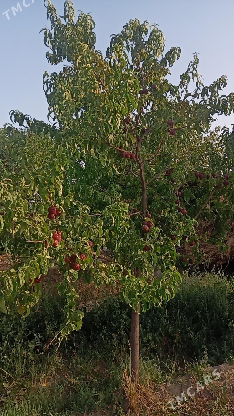 Biogumus Биогумус - Фарап - img 6