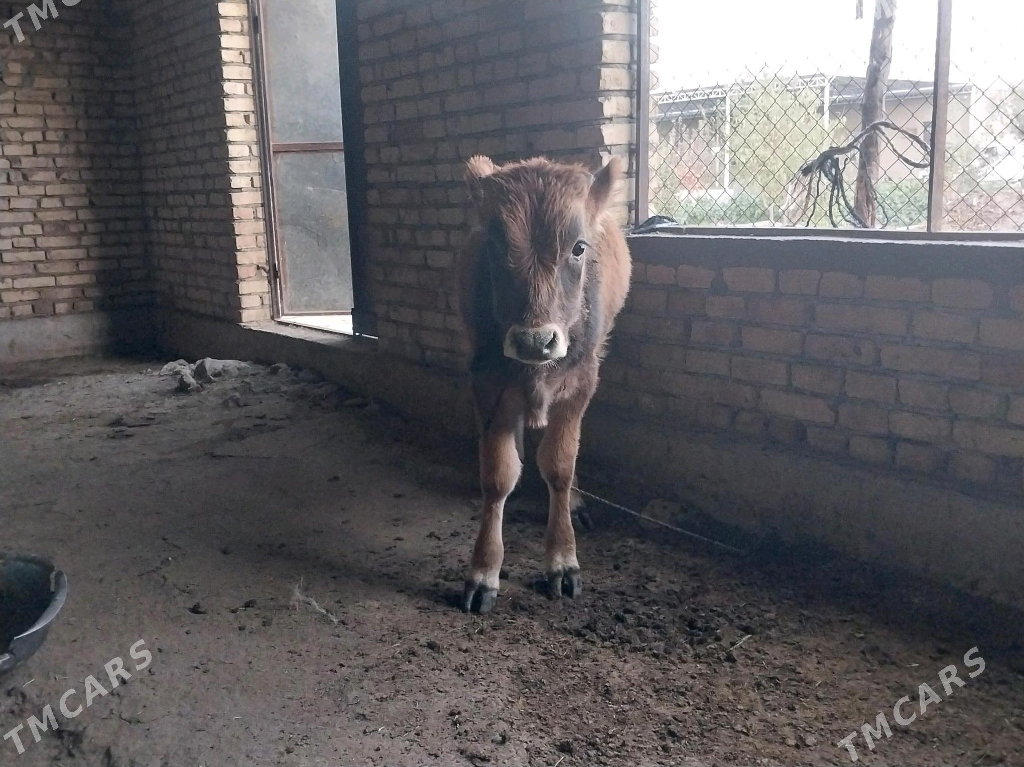 okuz. - Бахарден - img 2