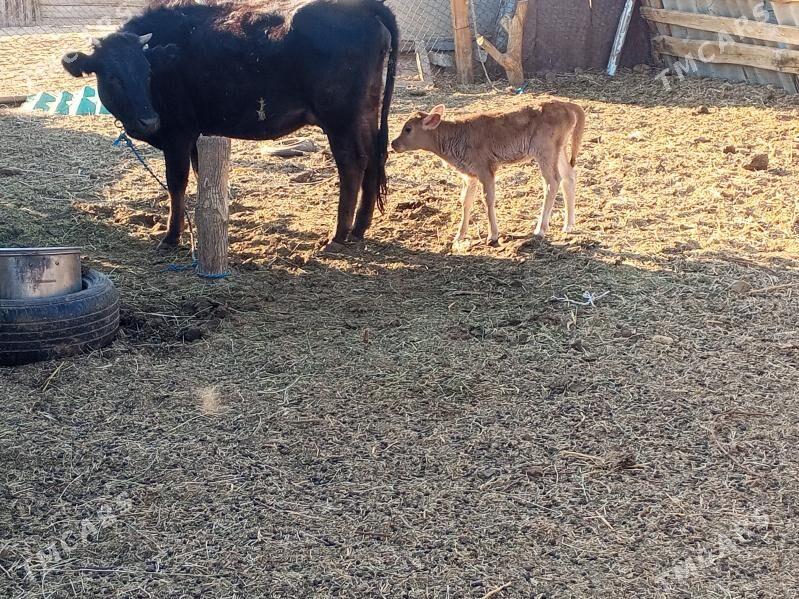 göleli sygyr - Анев - img 2