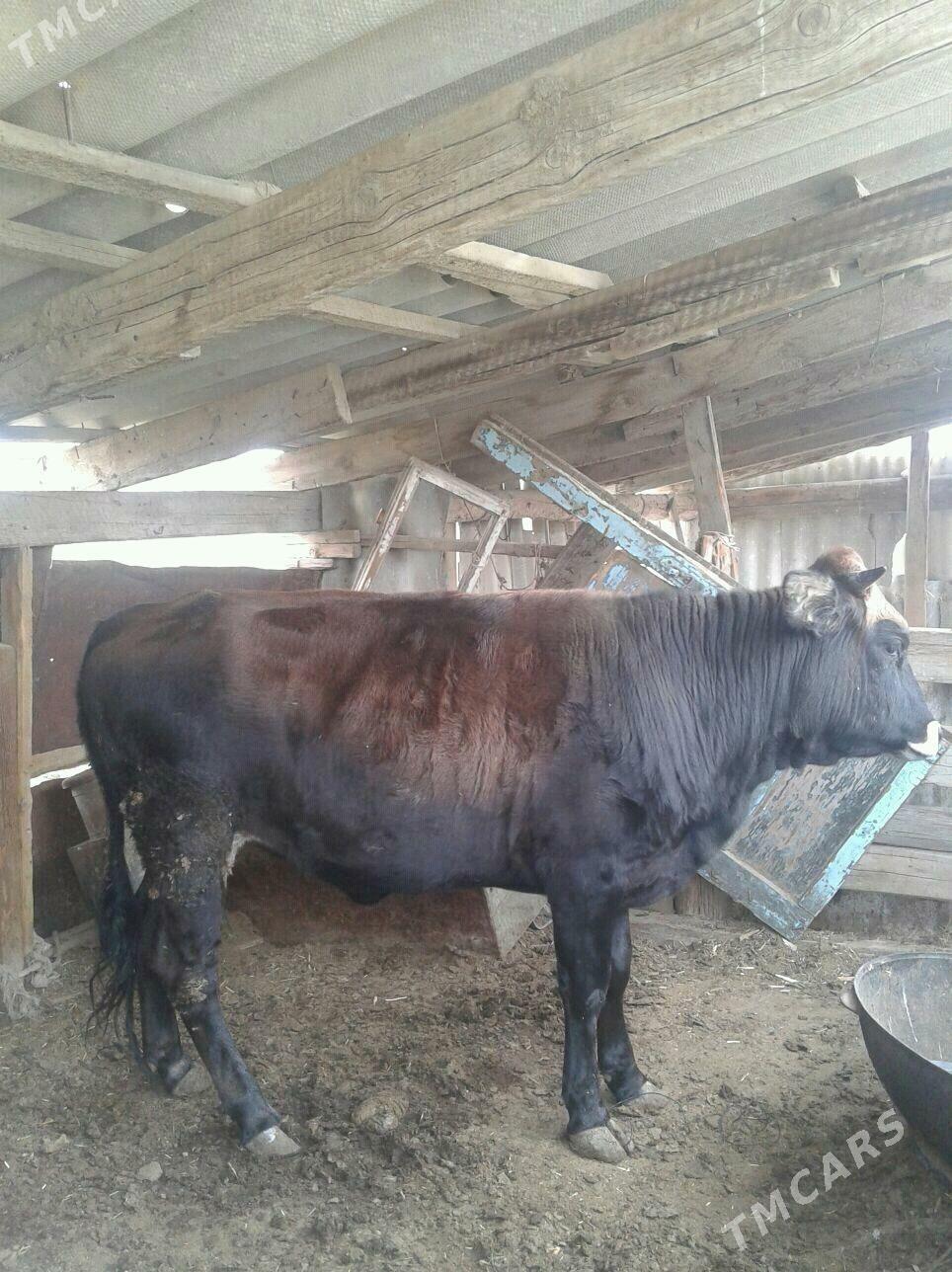 Туве - Gyzylarbat - img 2