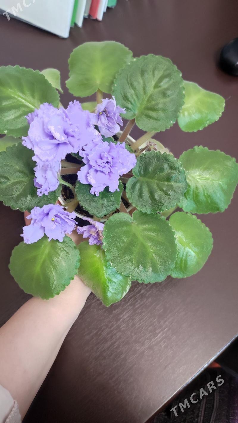 фиалка "небесное создание" - Ашхабад - img 1