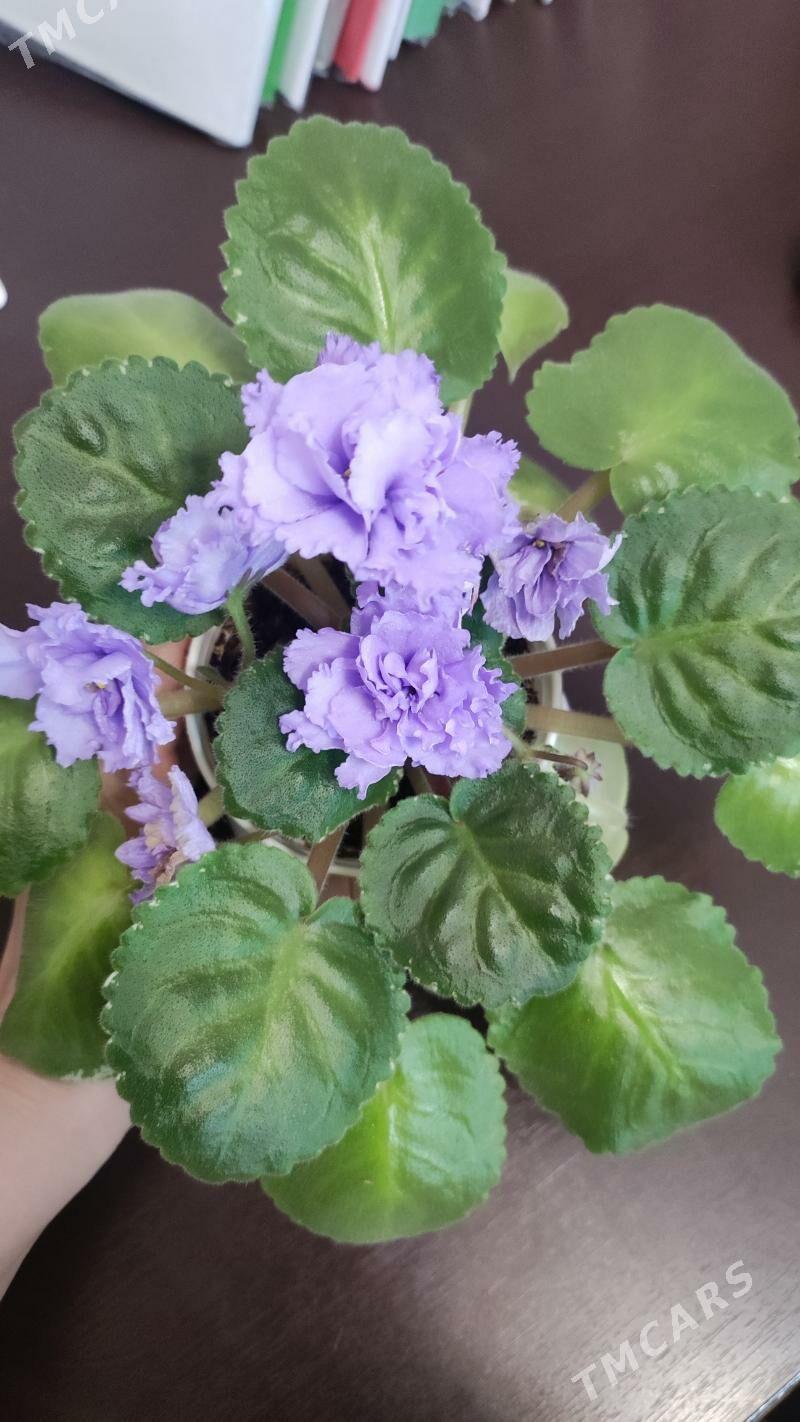 фиалка "небесное создание" - Ашхабад - img 2