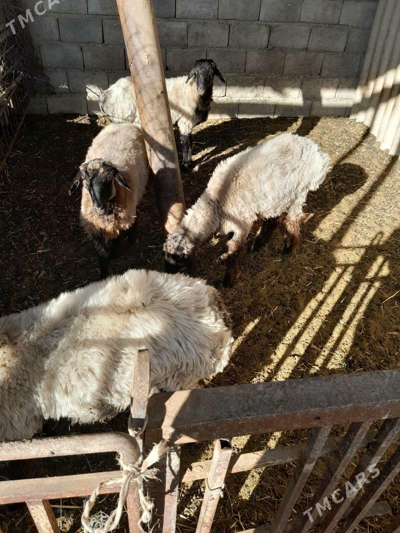 goyun - Änew - img 2