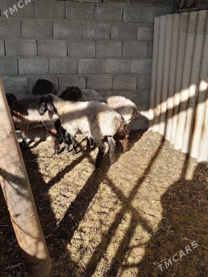 goyun - Änew - img 3