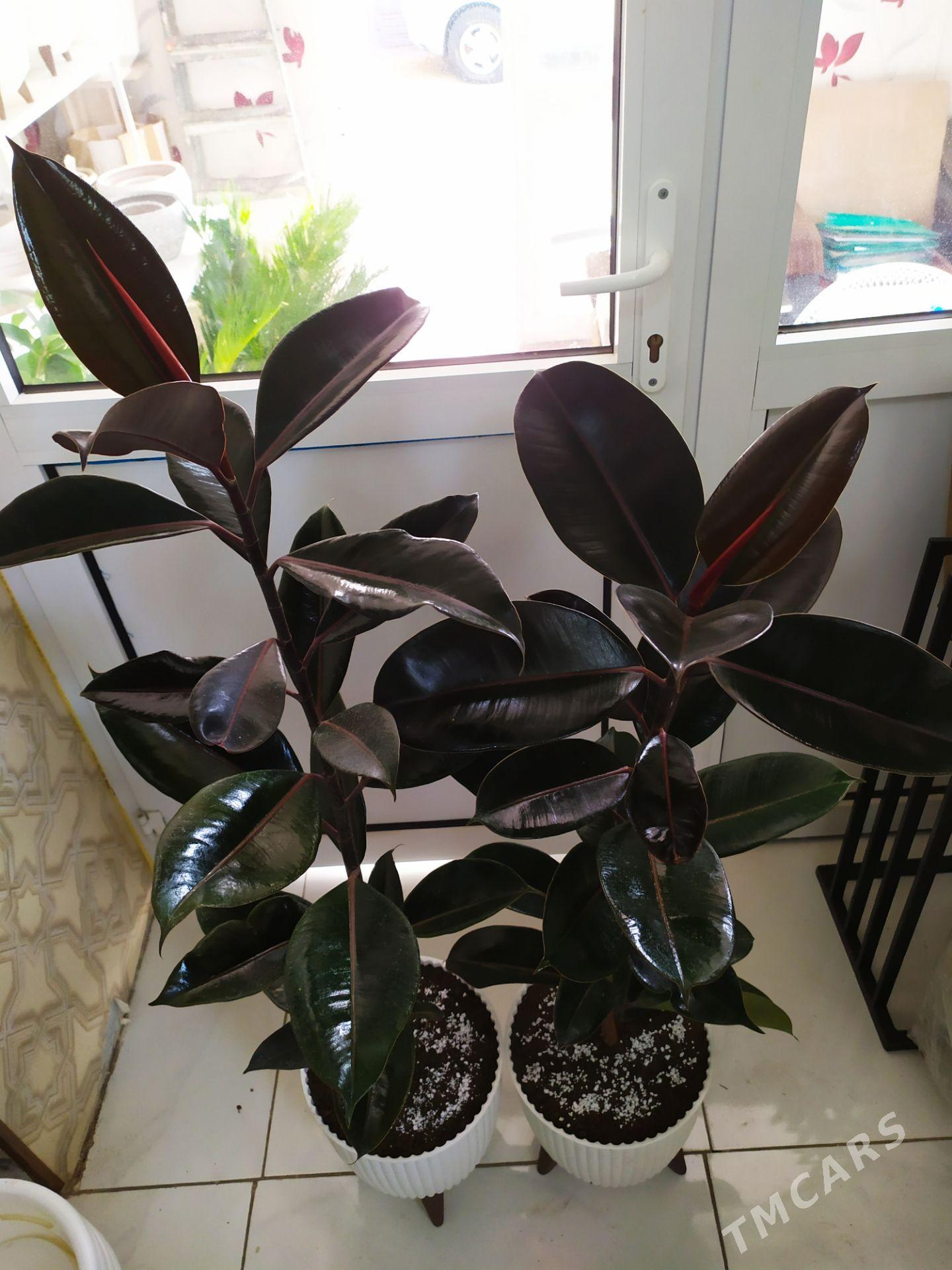 фикус - Ашхабад - img 3