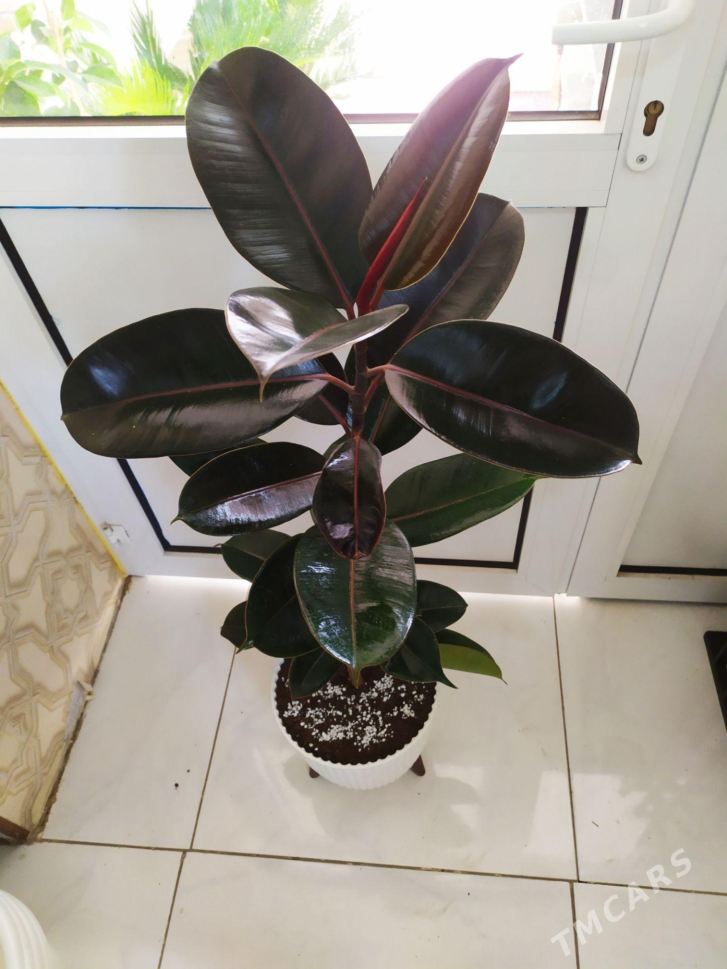 фикус - Ашхабад - img 2