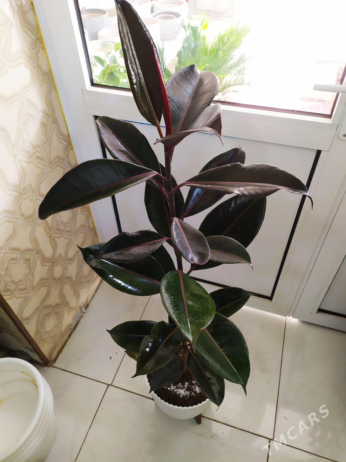 фикус - Ашхабад - img 4