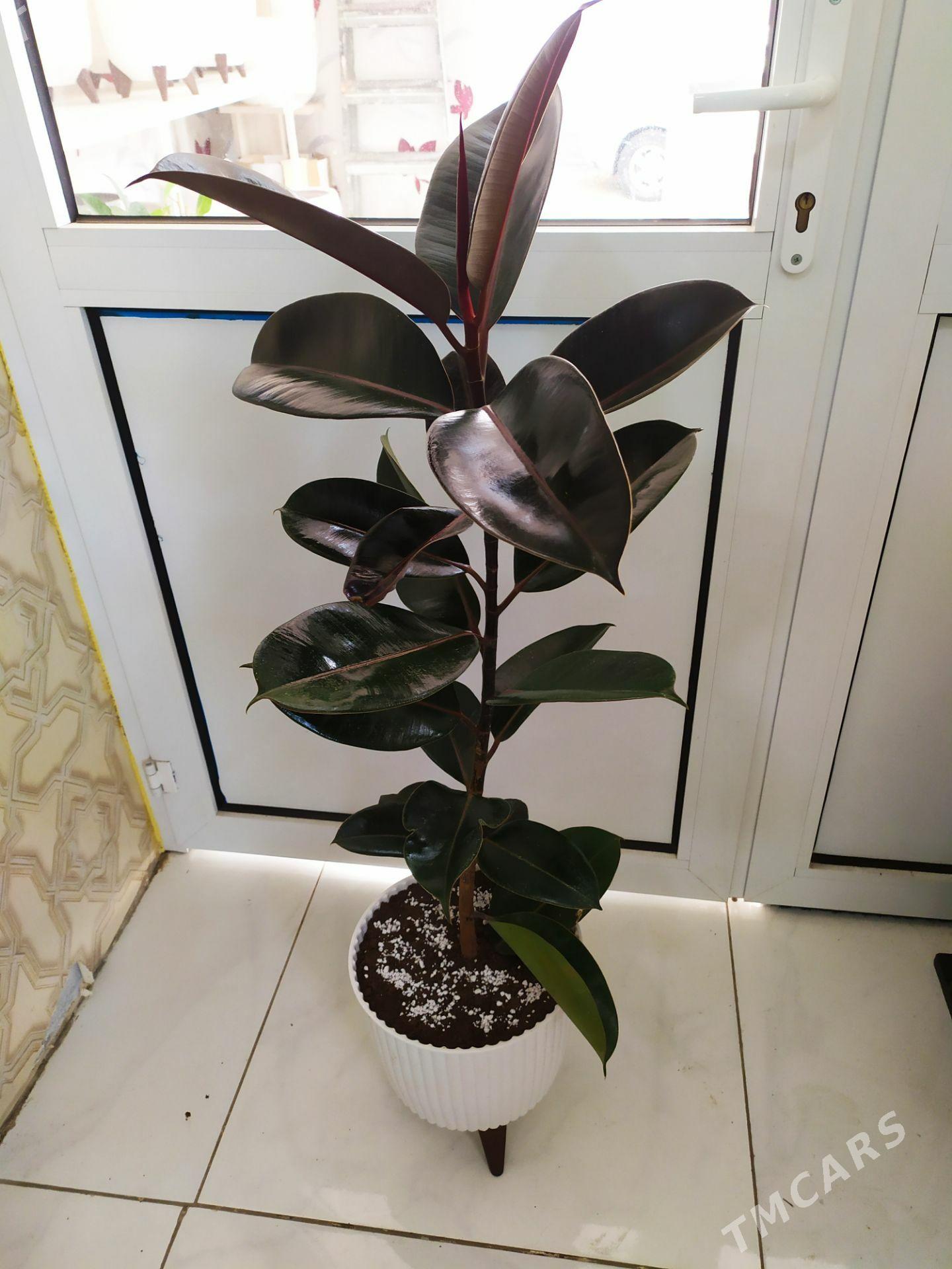 фикус - Ашхабад - img 1