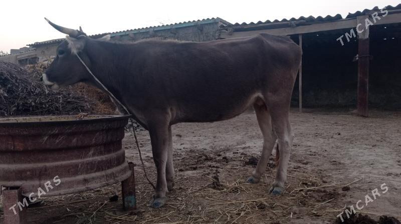 gysyr sygyr - Бахарден - img 2