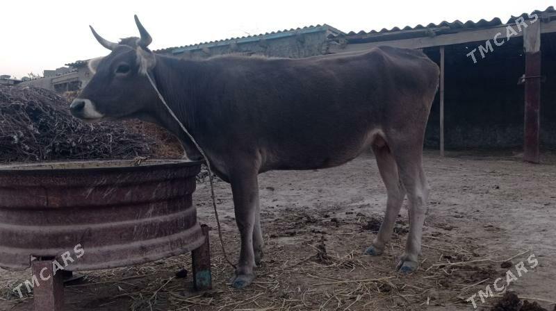 gysyr sygyr - Бахарден - img 3