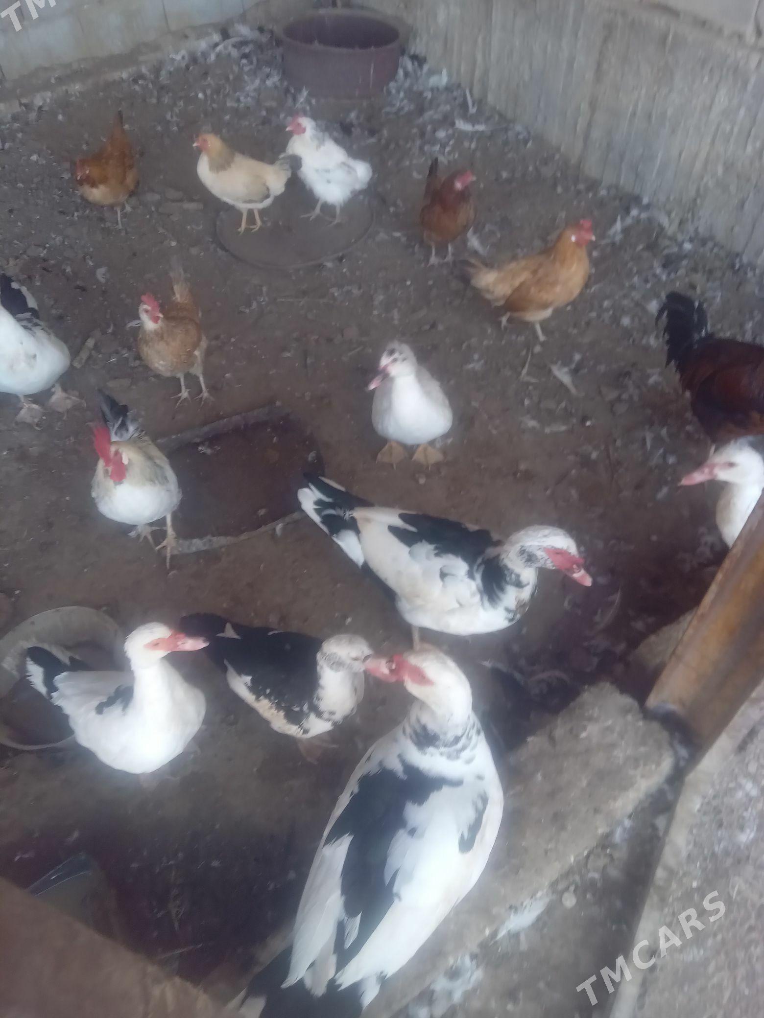 ördek. - Ашхабад - img 3